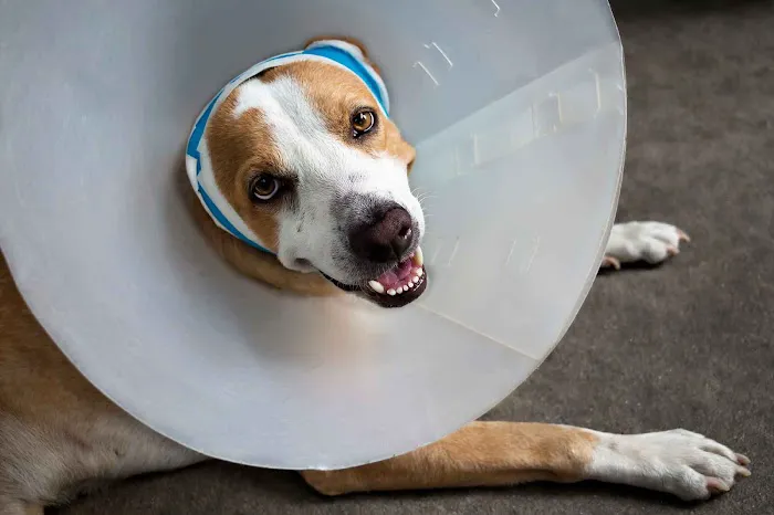 Broadway Oaks Animal Hospital Picture 10