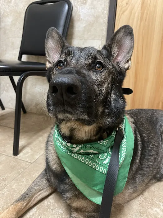 Thrive Pet Healthcare Specialists San Antonio Picture 8