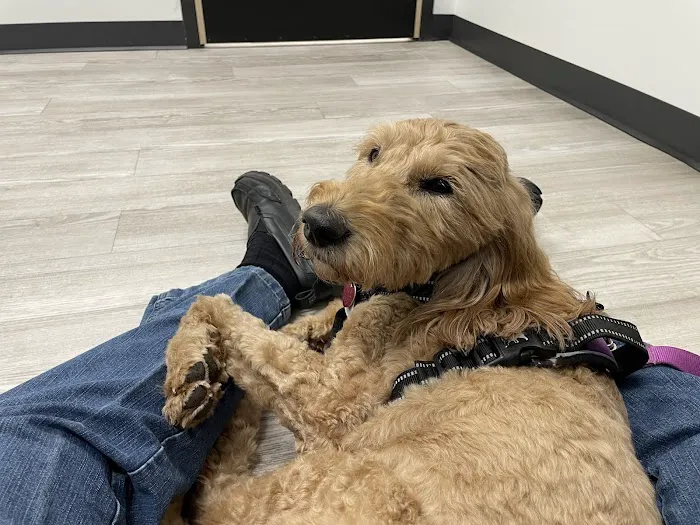 Thrive Pet Healthcare Specialists San Antonio Picture 6