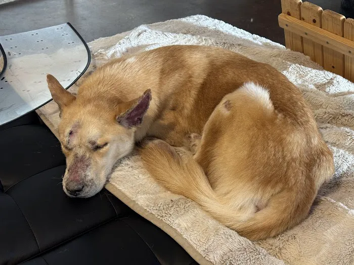 Thrive Pet Healthcare - Broadway Picture 1
