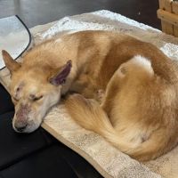 Thrive Pet Healthcare - Broadway ico