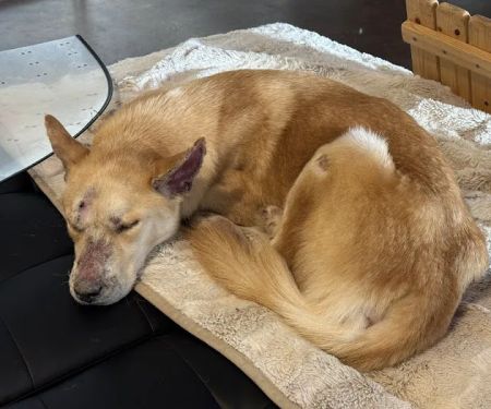 Thrive Pet Healthcare - Broadway