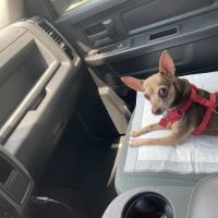 Kirby Family Vet ico