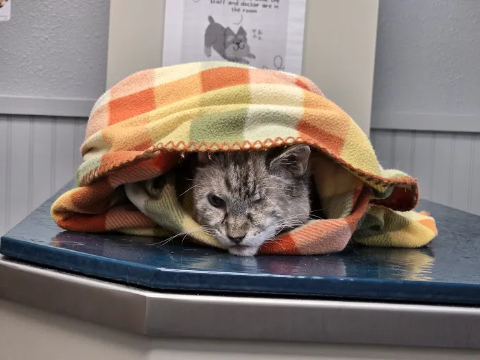 Kirby Family Vet Picture 9