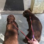 Pets First Veterinary Center: Wright Heather H DVM
