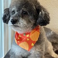 Pets First Veterinary Center ico