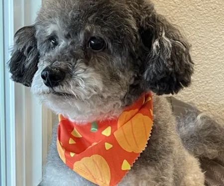 Pets First Veterinary Center