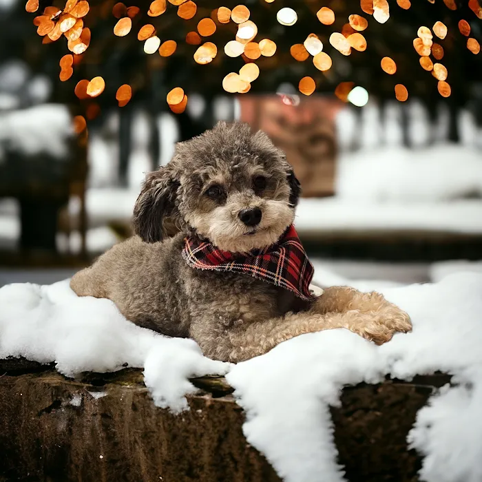 Pets First Veterinary Center Picture 10