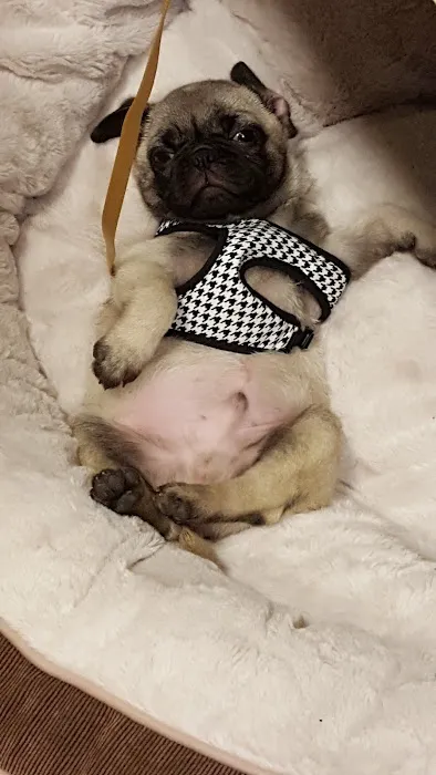 Banfield Pet Hospital Picture 10