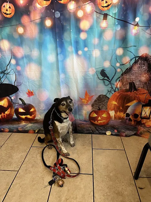 Ellison Drive Animal Hospital Picture 4
