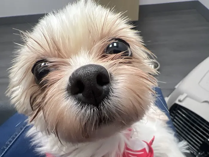 VCA Animal Hospitals Urgent Care - Northwest San Antonio Picture 3