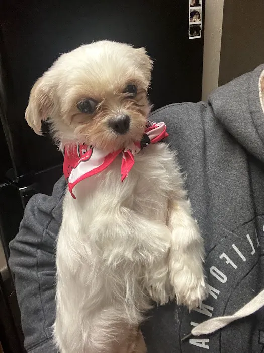 VCA Animal Hospitals Urgent Care - Northwest San Antonio Picture 6