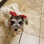 Vanguard Veterinary Clinic