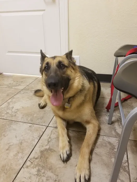 Vanguard Veterinary Clinic Picture 2