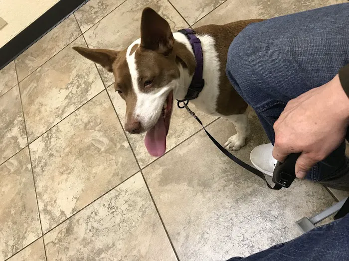 Vanguard Veterinary Clinic Picture 9