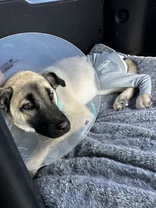 Angel Of Mercy Animal Critical Care, Inc. Picture 1