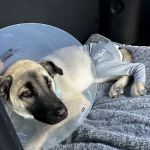 Angel Of Mercy Animal Critical Care, Inc.