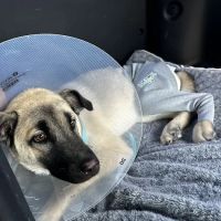 Angel Of Mercy Animal Critical Care, Inc. ico