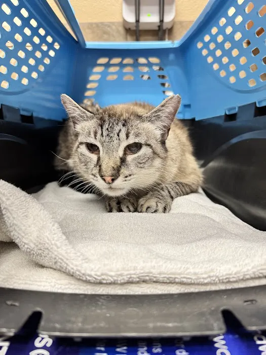 Angel Of Mercy Animal Critical Care, Inc. Picture 8
