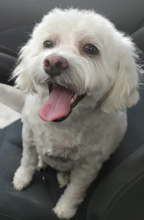 Angel Of Mercy Animal Critical Care, Inc. Picture 9