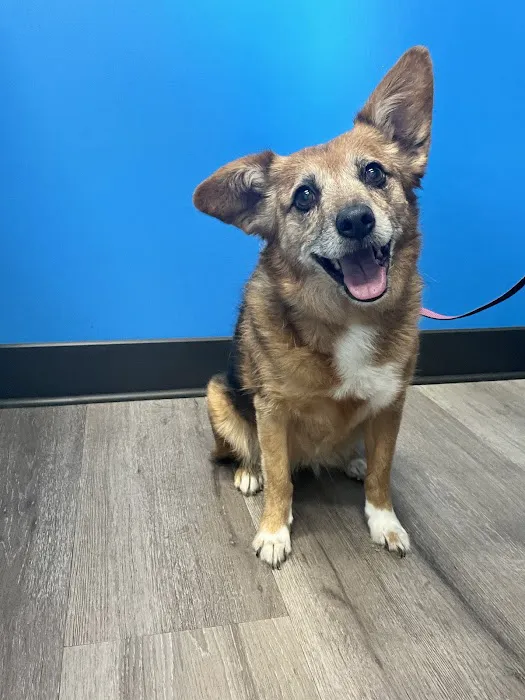 Great Northwest Animal Hospital Picture 10