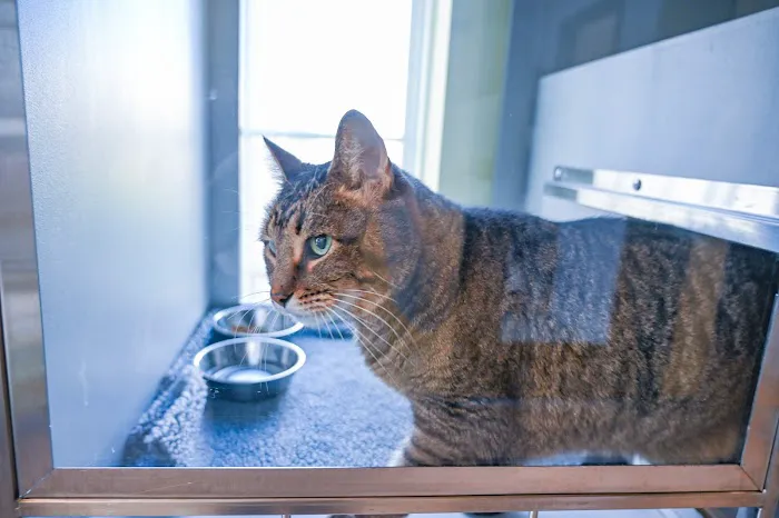 Covenant Care Animal Hospital, A Thrive Pet Healthcare Partner Picture 8