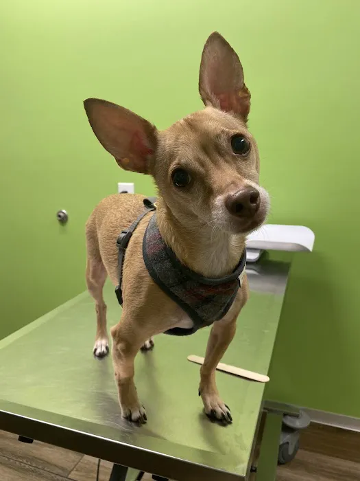 Covenant Care Animal Hospital, A Thrive Pet Healthcare Partner Picture 6