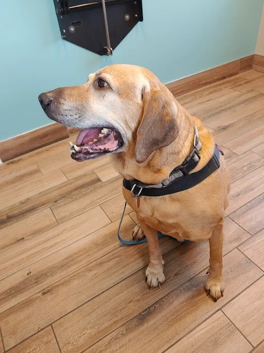 Covenant Care Animal Hospital, A Thrive Pet Healthcare Partner Picture 9