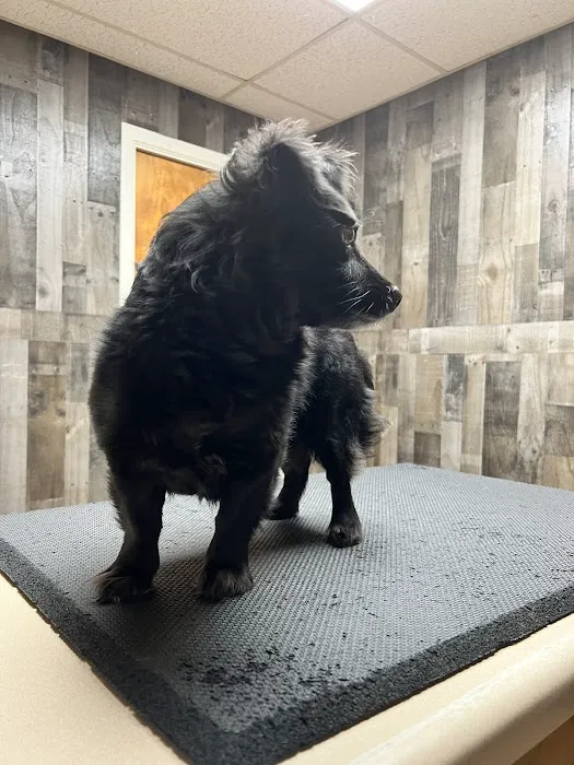 Leon Valley Veterinary Hospital Picture 5