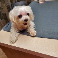 Leon Valley Veterinary Hospital ico