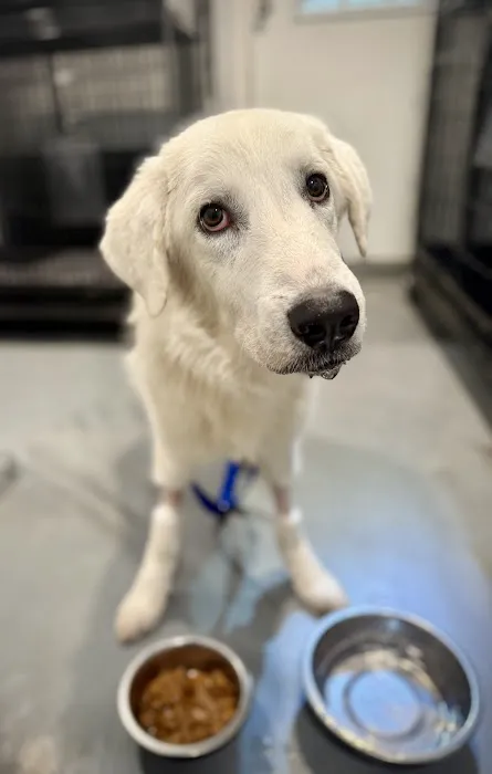 God's Dogs Rescue Veterinary Clinic Picture 5
