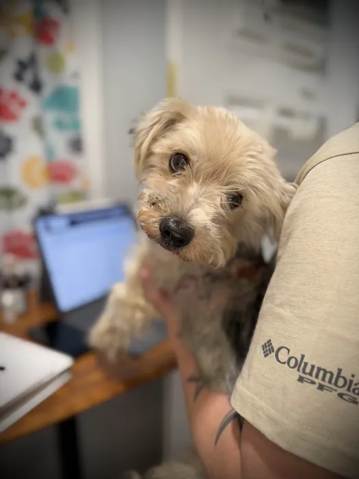 God's Dogs Rescue Veterinary Clinic Picture 1