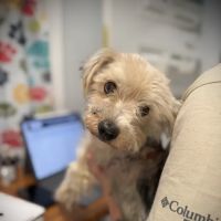 God's Dogs Rescue Veterinary Clinic ico