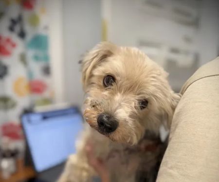 God's Dogs Rescue Veterinary Clinic