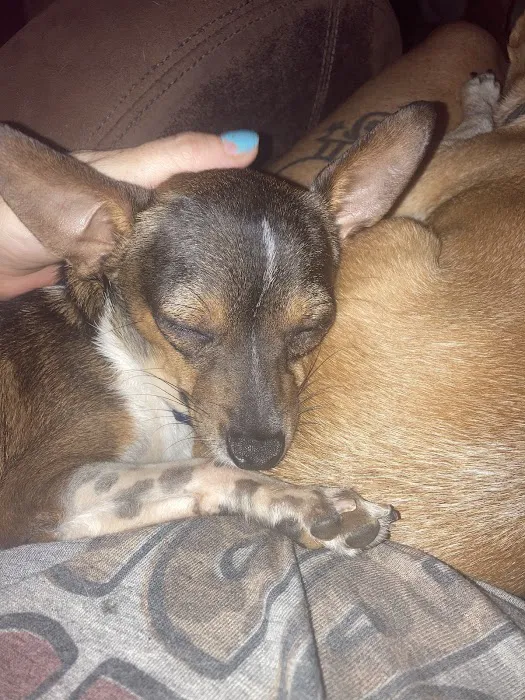 God's Dogs Rescue Veterinary Clinic Picture 6