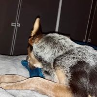 Castle West Animal Hospital ico