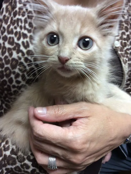 All Creatures Great & Small Veterinary Hospital Picture 1