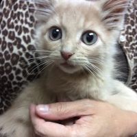 All Creatures Great & Small Veterinary Hospital ico