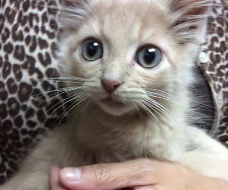 All Creatures Great & Small Veterinary Hospital