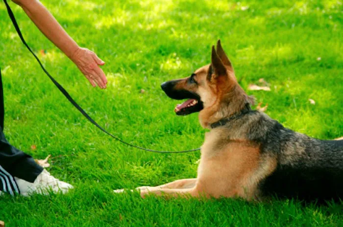 All Creatures Great & Small Veterinary Hospital Picture 10
