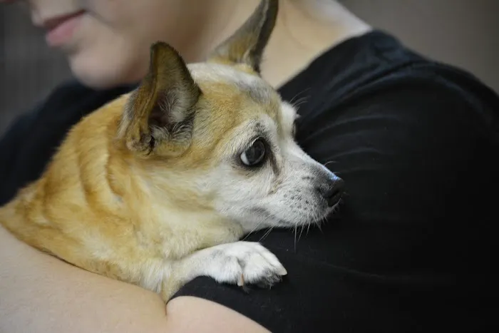 All Creatures Great & Small Veterinary Hospital Picture 6