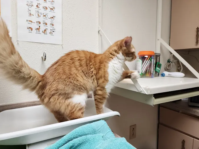 All Creatures Great & Small Veterinary Hospital Picture 9
