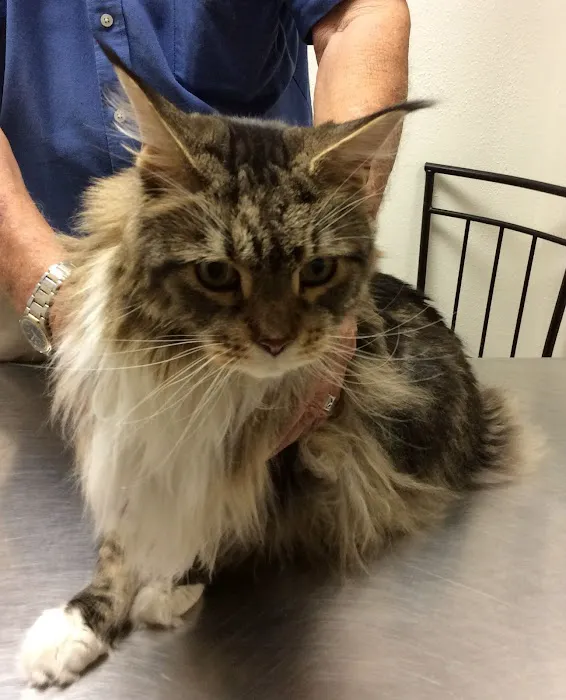 All Creatures Great & Small Veterinary Hospital Picture 3
