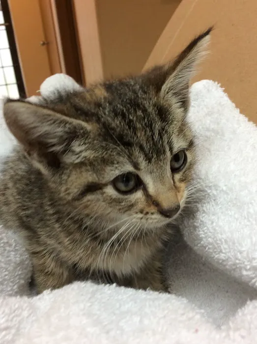 All Creatures Great & Small Veterinary Hospital Picture 8