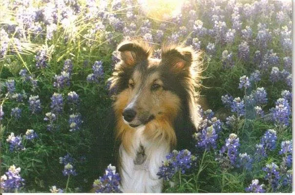 All Creatures Great & Small Veterinary Hospital Picture 4