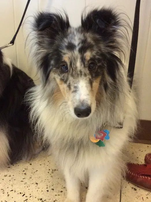 All Creatures Great & Small Veterinary Hospital Picture 5