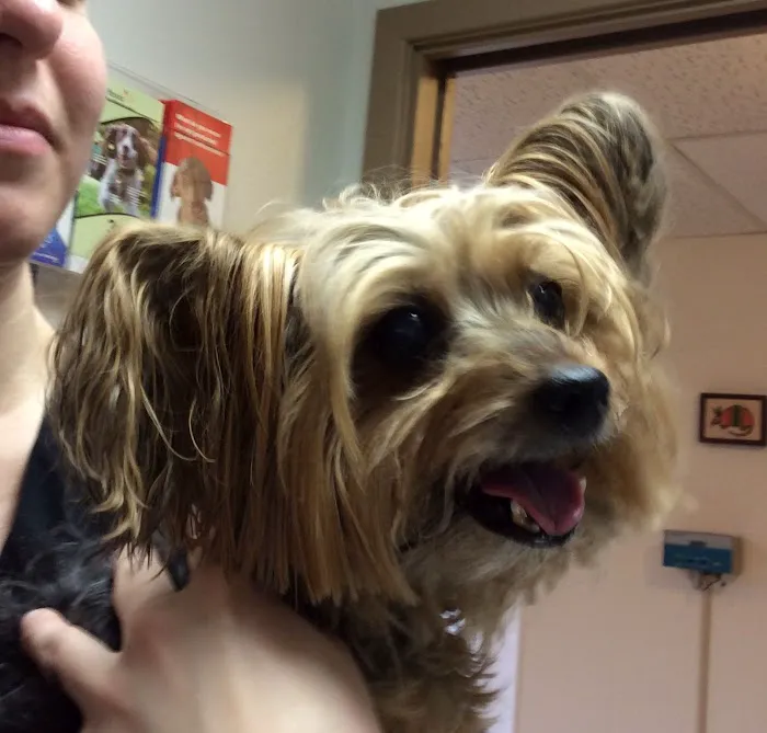 All Creatures Great & Small Veterinary Hospital Picture 2