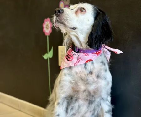 The Neighborhood Veterinarian