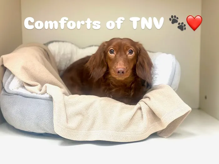 The Neighborhood Veterinarian Picture 4