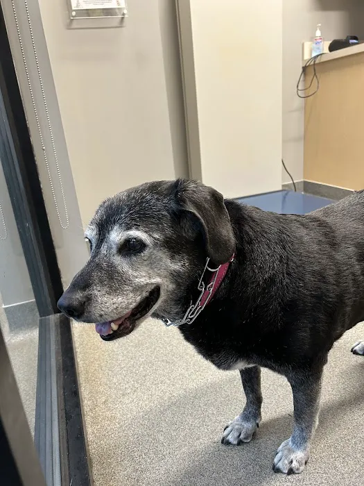 Broad Ripple Pet Wellness Clinic Picture 2